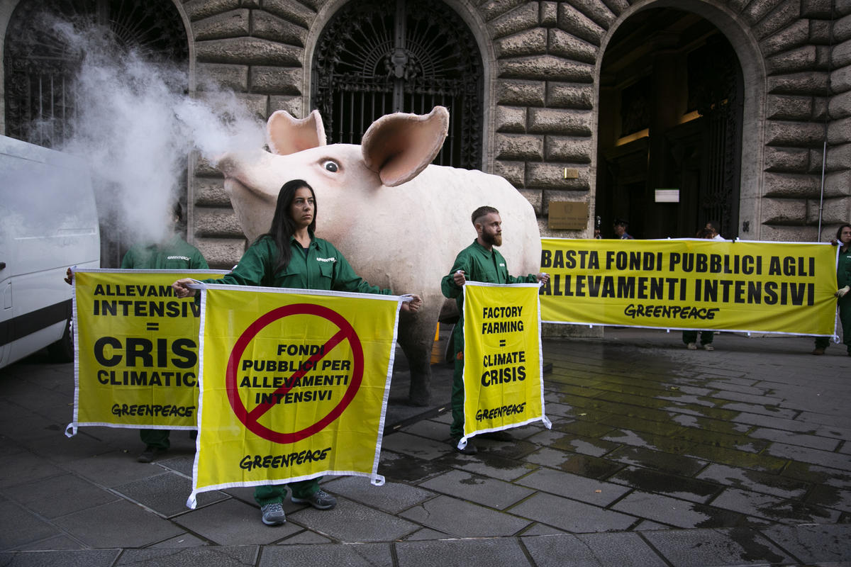 Giant Pig Action against Factory Farming © Tommaso Galli / Greenpeace