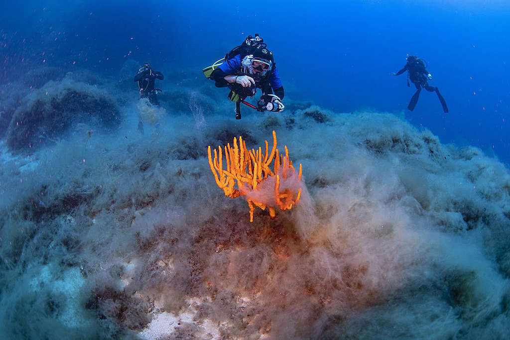 Divers and Corals at Elba Island. © Lorenzo Moscia / Greenpeace