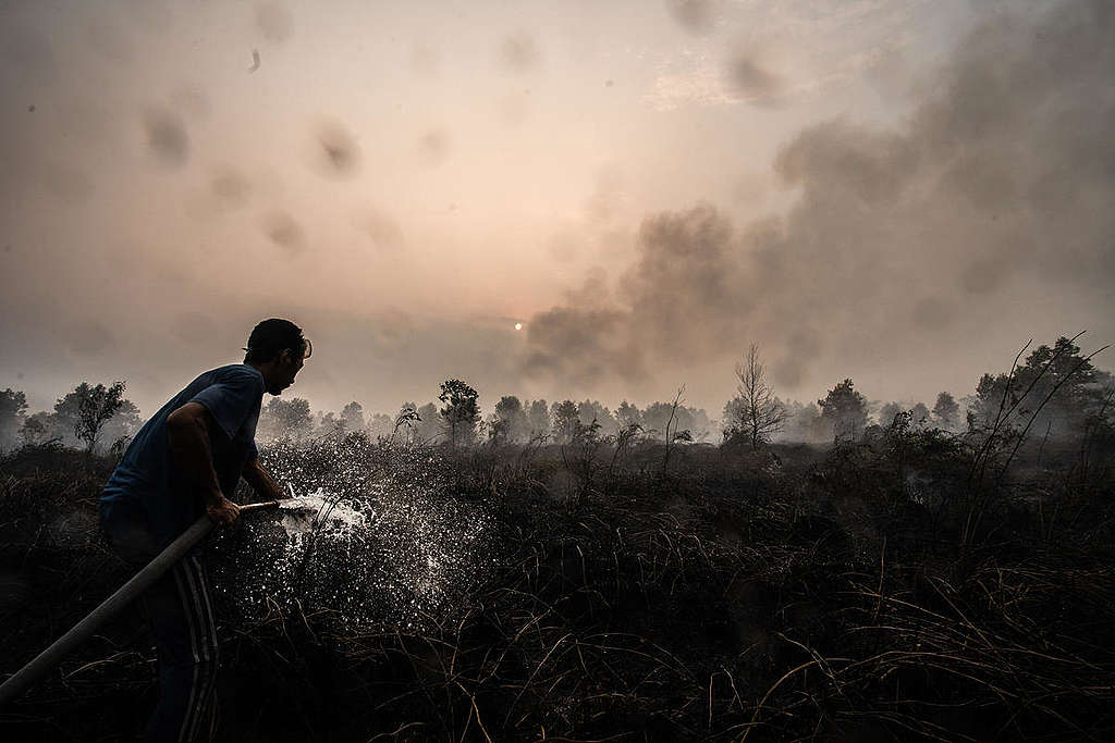A volunteer extinguishes fires in the peatland area in Central Kalimantan, Indonesia. © Jurnasyanto Sukarno / Greenpeace