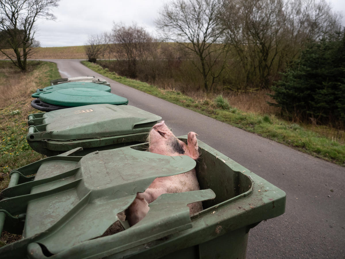 Dead Piglets in Trash Bins near Vandvaerksgaarden Factory Farm, Denmark. © Greenpeace / Wildlight / Selene Magnolia