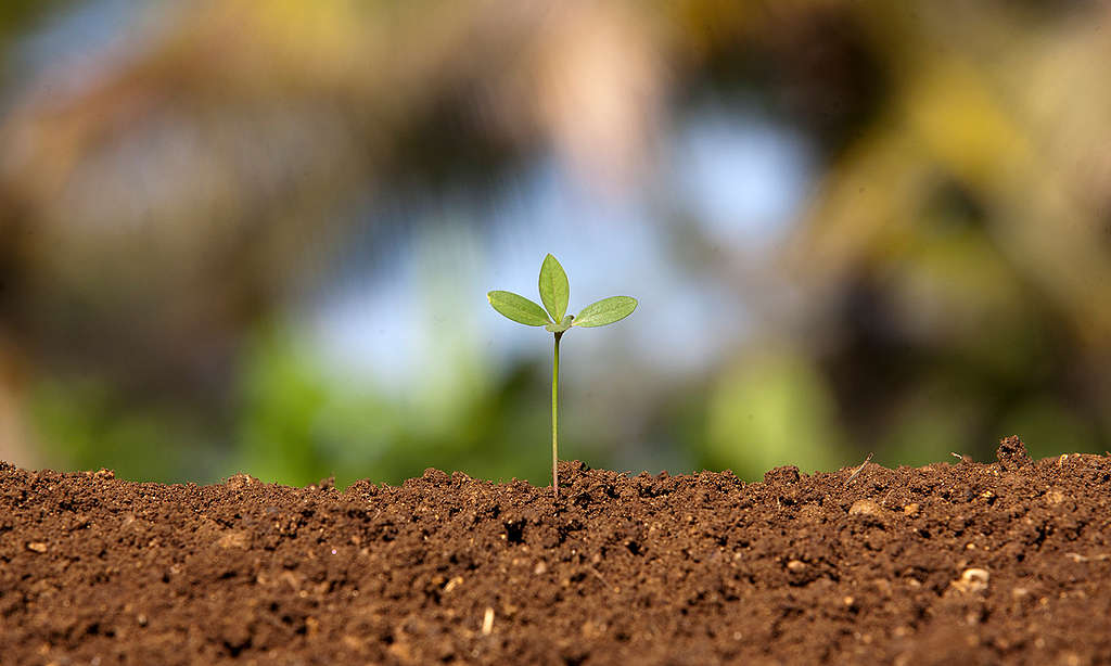 Seedling in an organic field © Greenpeace / Vivek M.