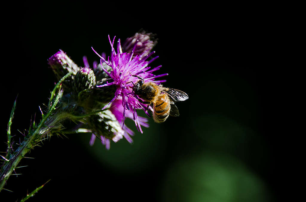Honey bee © Charlie Burrell 