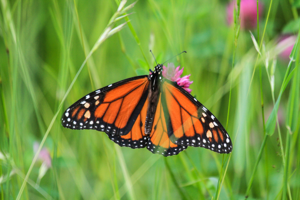 Monarch Butterfly in Canadian Boreal Forest. © Dave Taylor / Greenpeace