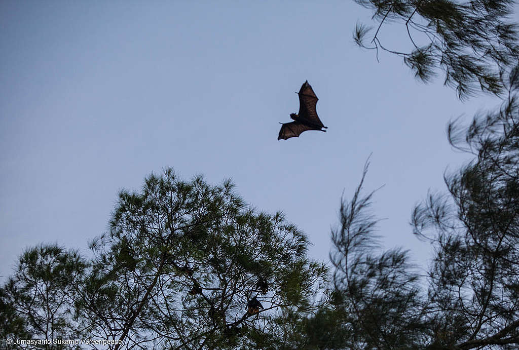 A bat flies over Um island, famous as Bats Island in Sorong, West Papua.