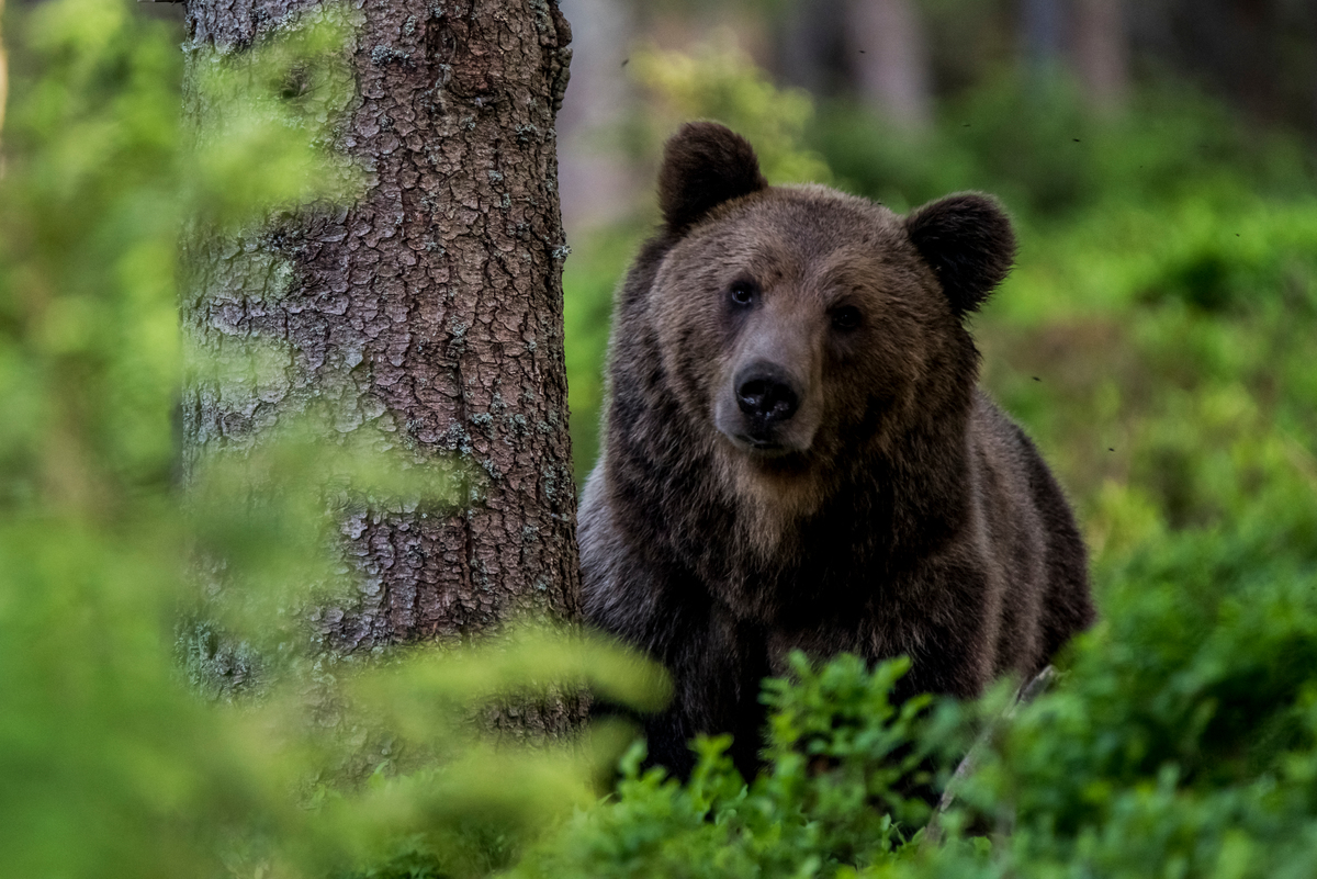 Eurasian Brown Bear in the Carpathians. © Tomáš Hulík / Greenpeace