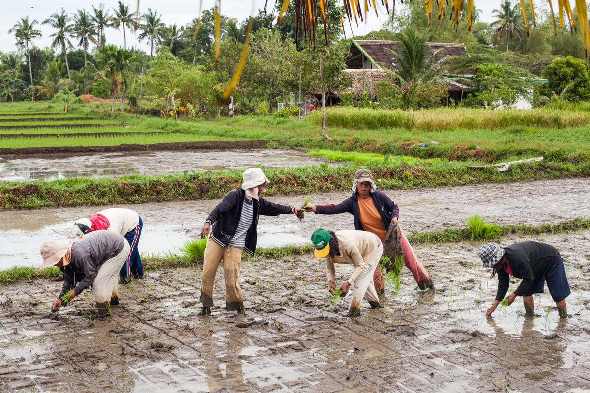 Organic Farming in Negros. © Andri Tambunan / Greenpeace