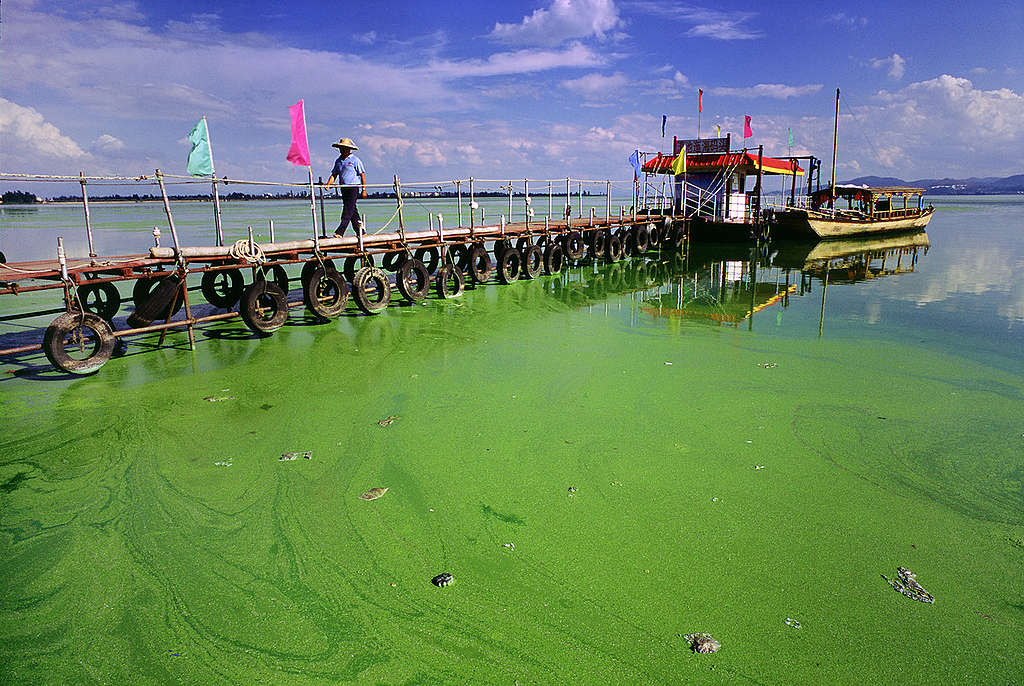 Algal Bloom in Dianchi Lake. © Yunsheng Geng / Greenpeace