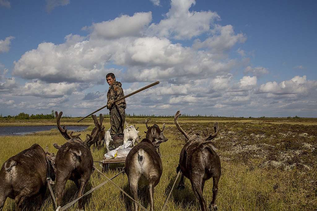 Working with reindeer © Petr Shelomvskiy / Greenpeace