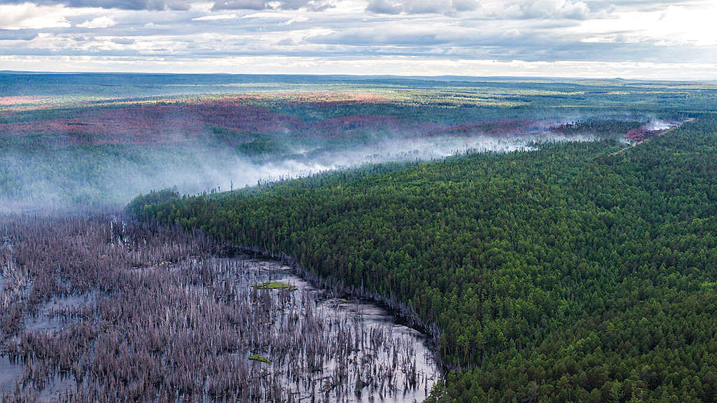Climate Emergency in Siberia 2020. © Julia Petrenko / Greenpeace