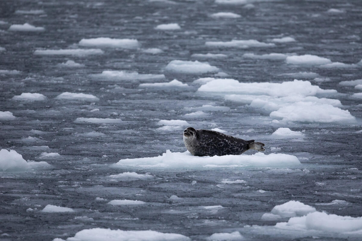 Ringed Seal In The Arctic. © Daniella Zalcman / Greenpeace