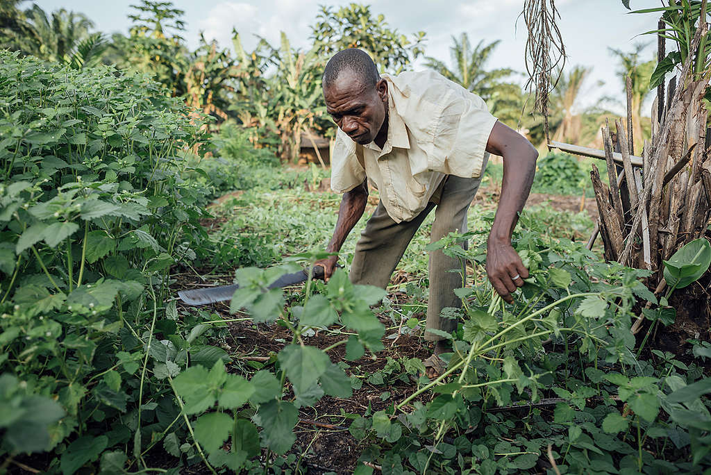 Farmer working in his Field in village of Lokolama. © Kevin McElvaney / Greenpeace