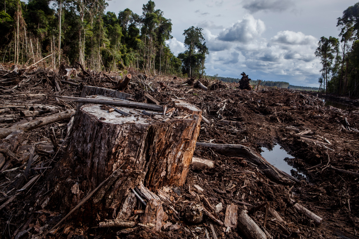Pulpwood Concession PT AHL in Kalimantan. © Ulet  Ifansasti / Greenpeace