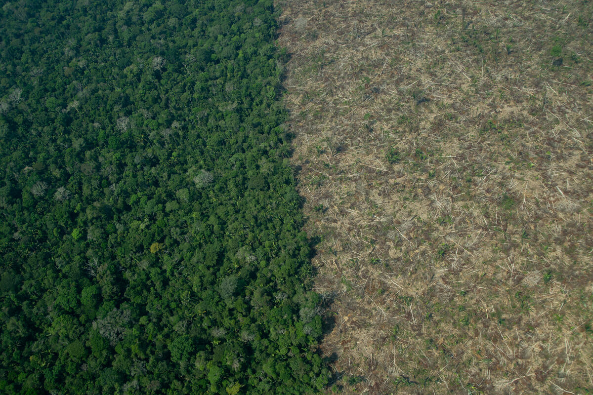 Deforestation in the Karipuna Indigenous Land in the Amazon. © Christian Braga / Greenpeace
