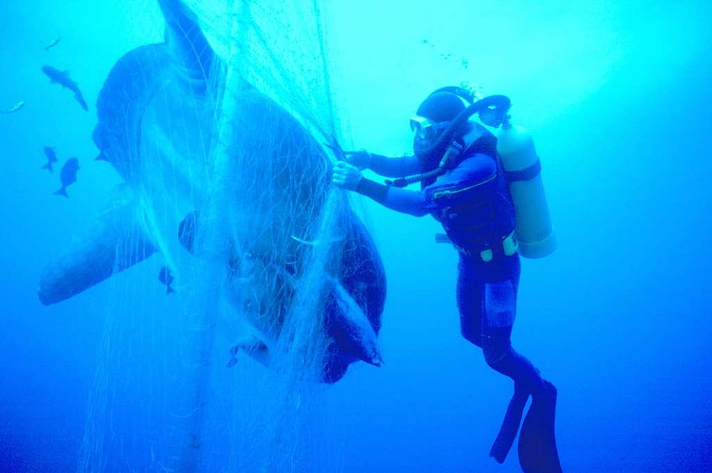 Diver Rescues Sunfish from Japanese Driftnet. © Greenpeace / Roger Grace