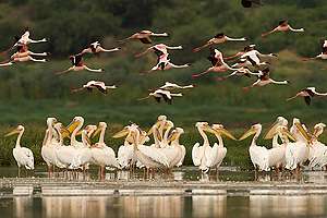 why can flamingos survive lake natron