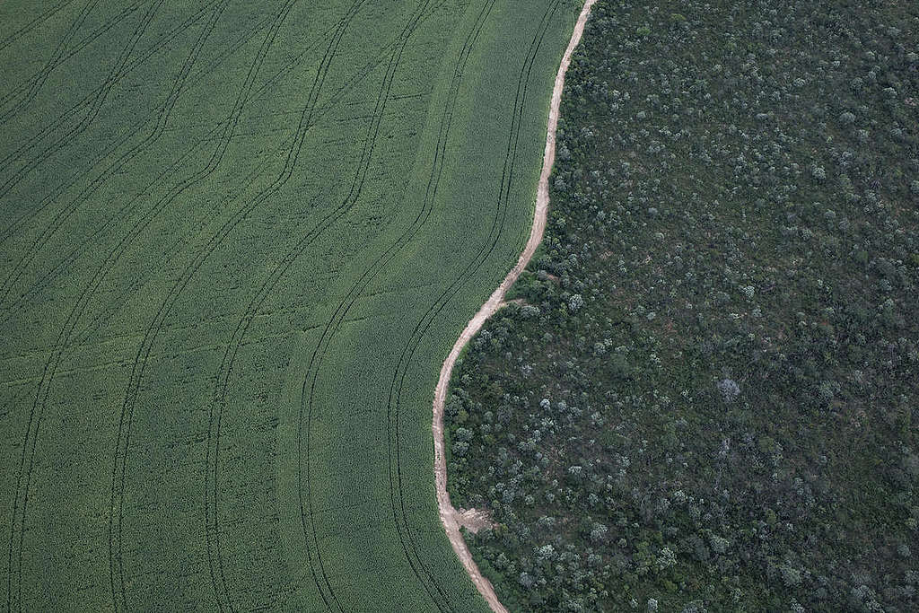 Soya Plantations in Formosa do Rio Preto, Bahia State, Brazil. © Victor Moriyama / Greenpeace
