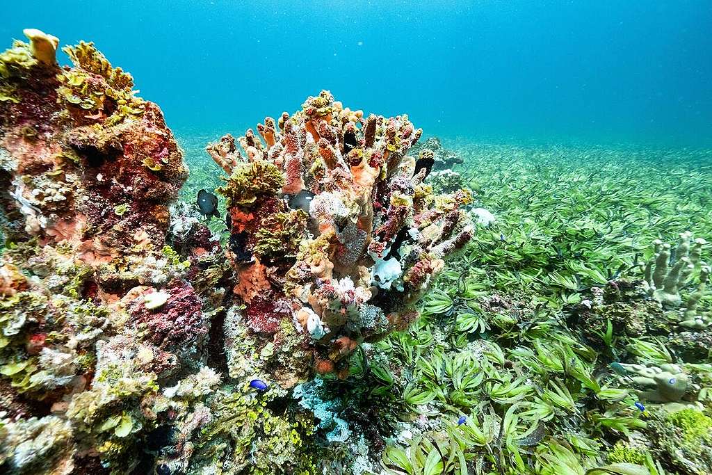 Sea Grass at Saya De Malha Bank in the Indian Ocean. © Tommy Trenchard / Greenpeace