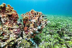 Sea Grass at Saya De Malha Bank in the Indian Ocean. © Tommy Trenchard / Greenpeace