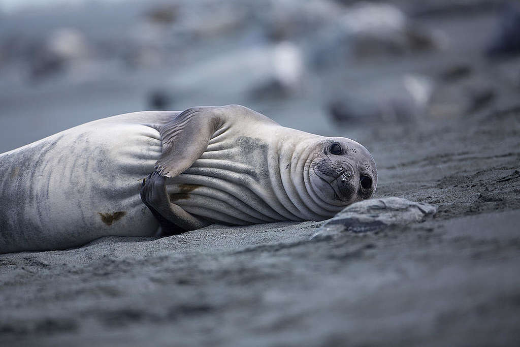 Elephant seal on Elephant Island,  © Abbie Trayler-Smith / Greenpeace