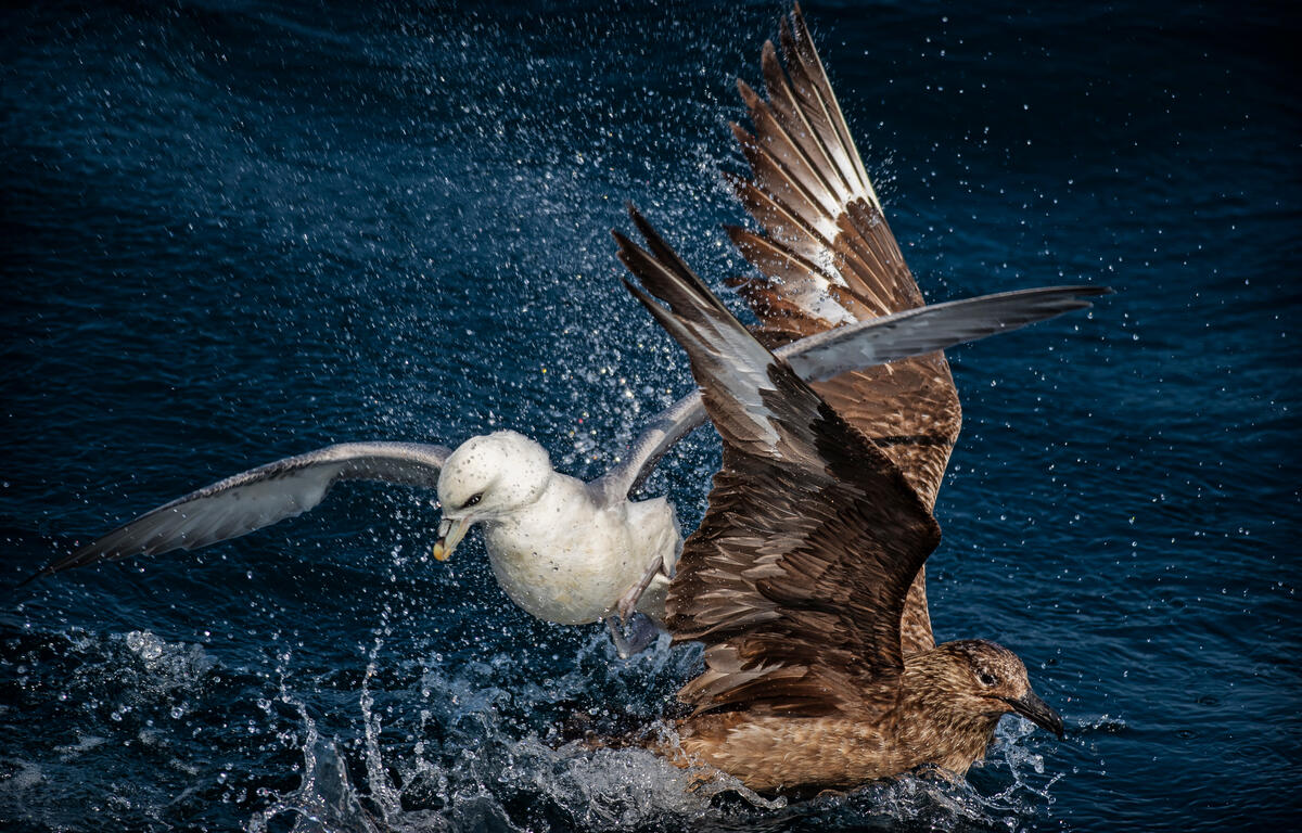 Great Skua and Fulmar in the North Sea. © Marten van Dijl / Greenpeace