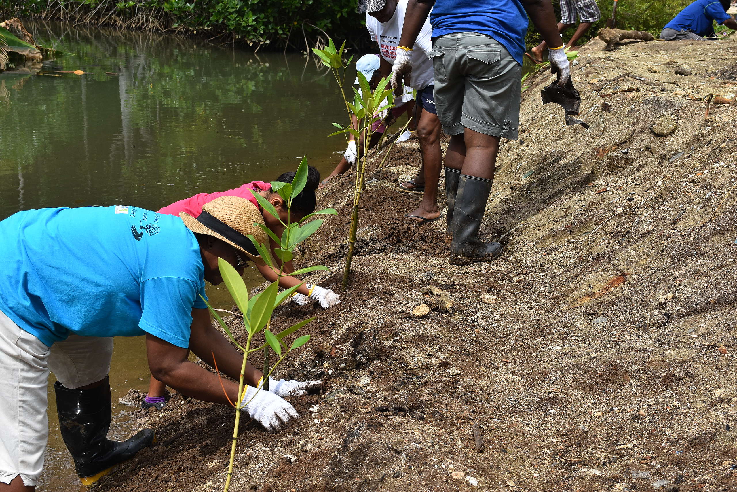 Mangrove restoration in progress © EBA project Seychelles