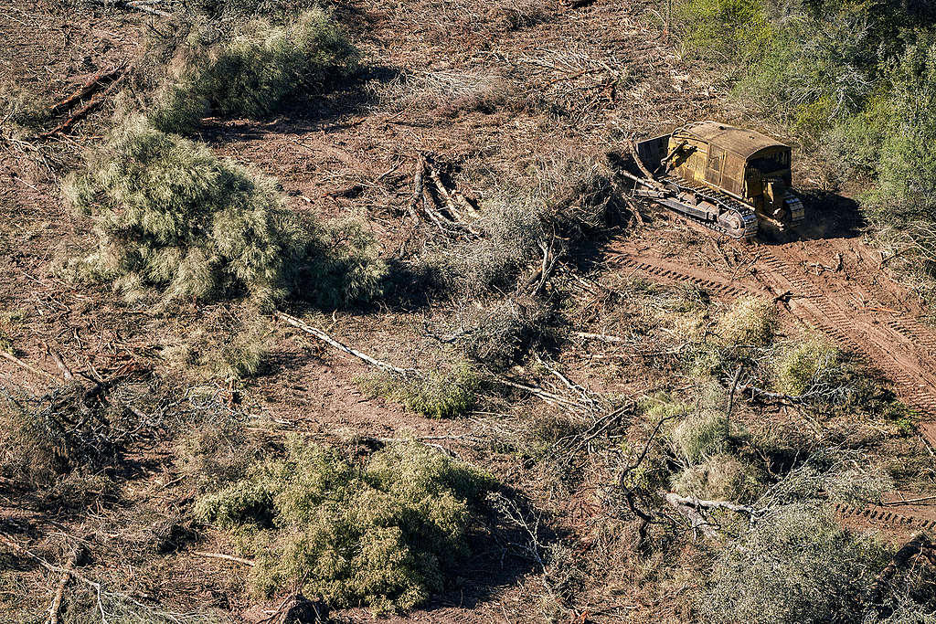 Cut down trees and branches next to a bulldozer in Chaco province of Argentina. © Alejandro Espeche / Greenpeace © Alejandro Espeche / Greenpeace