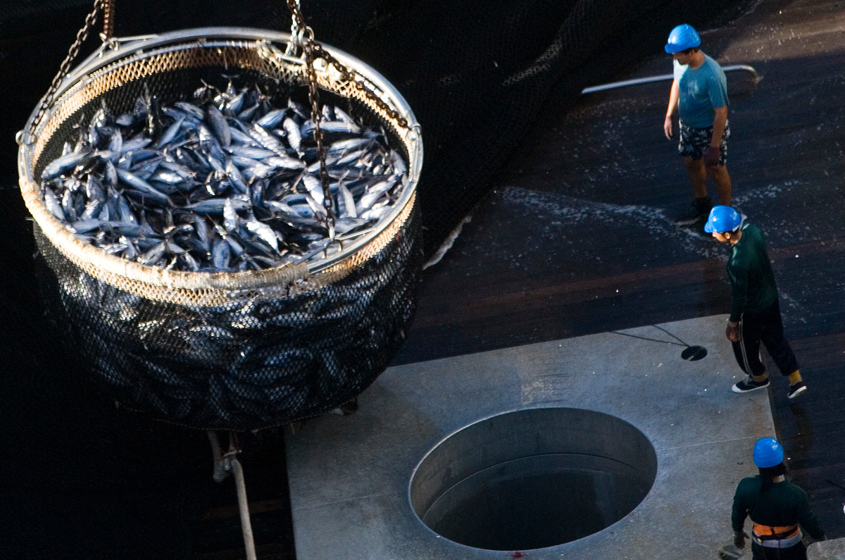 Fishing Operations onboard the Albatun Tres. © Paul Hilton / Greenpeace