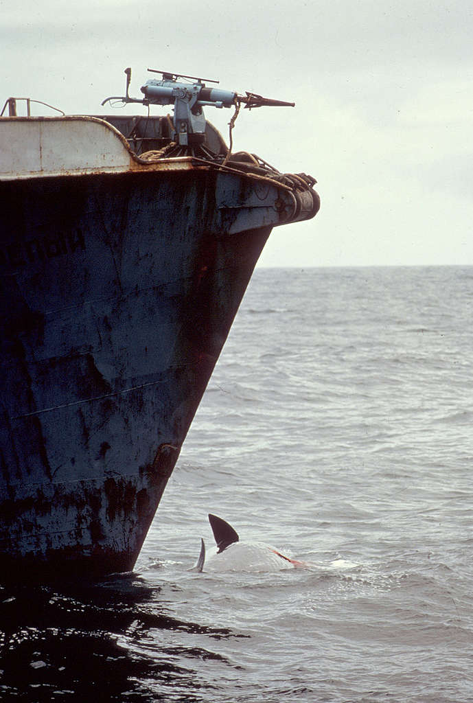 A sperm whale lies dying under the bow of a Russian harpoon ship, 1975. © Greenpeace / Rex Weyler
