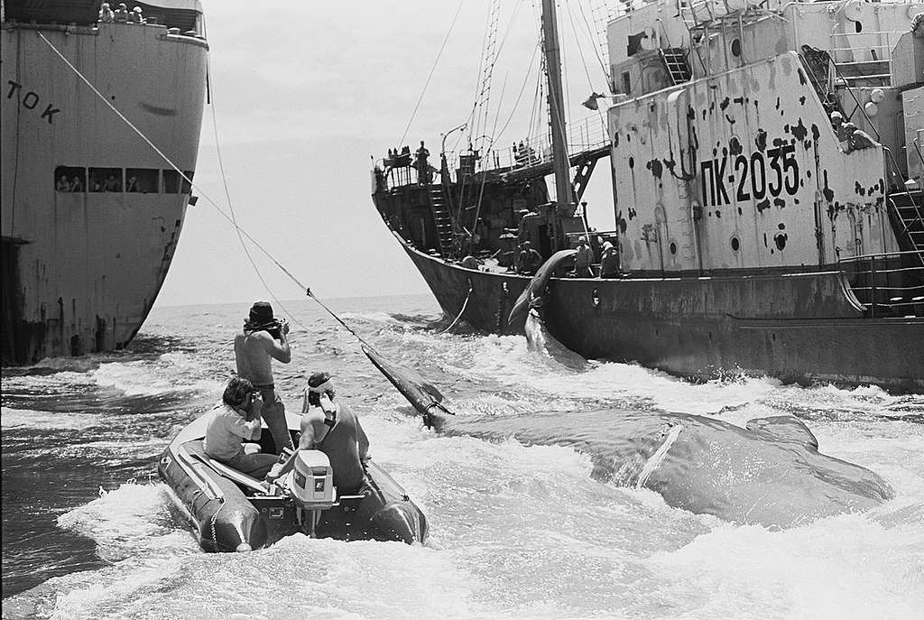 Photographers Matt Herron and Kazumi Tanaka capture the process of transferring dead whales from the harpoon ships to the factory ship Dalnyi Vostok, in the Pacific Ocean, 1976. © Greenpeace / Rex Weyler