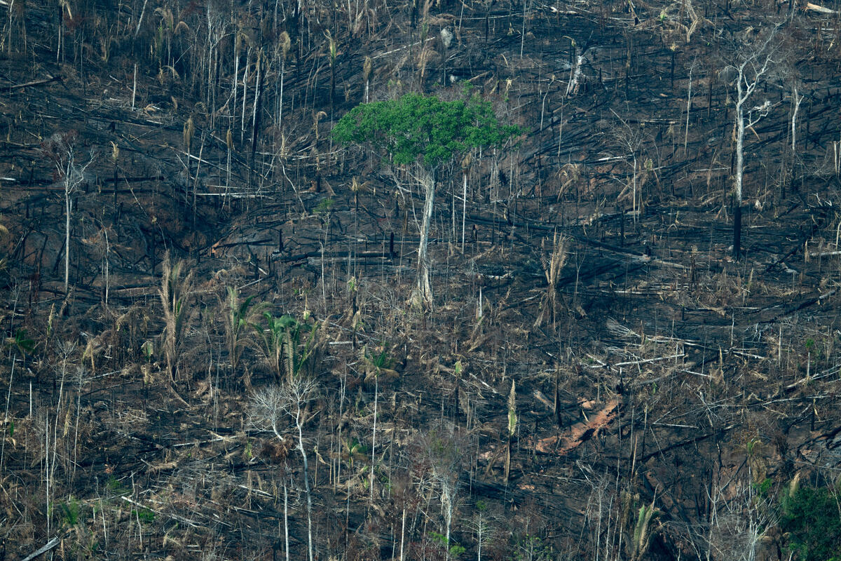 Deforestation in the Karipuna Indigenous Land in the Amazon in Brazil - September 2021. © Christian Braga / Greenpeace