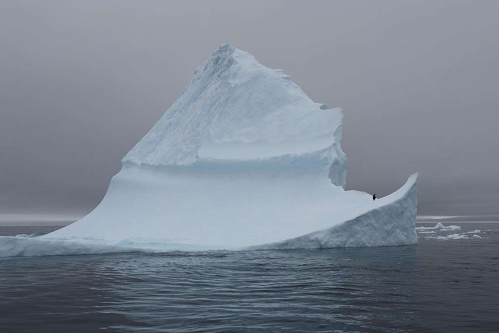 Penguin on Iceberg in Antarctica. © Christian Åslund / Greenpeace