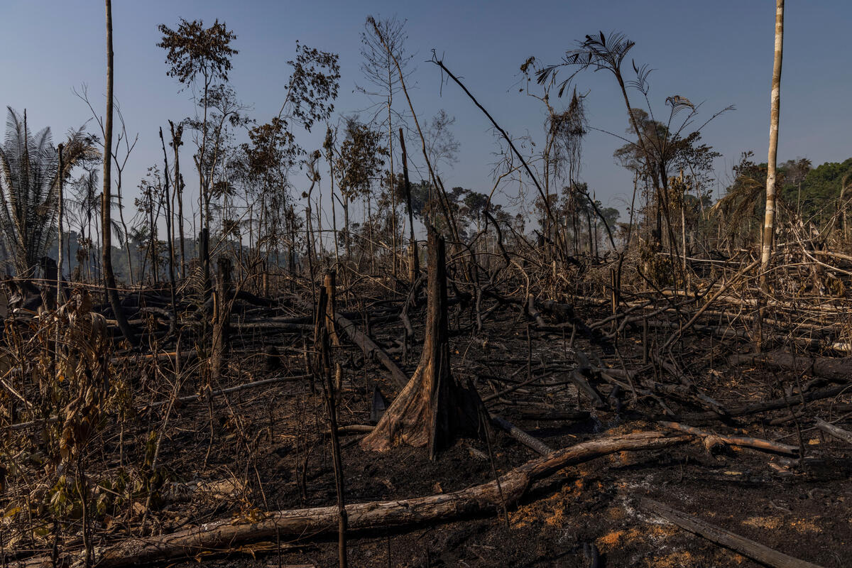 Area of forest destroyed by fires in the Amazon.
