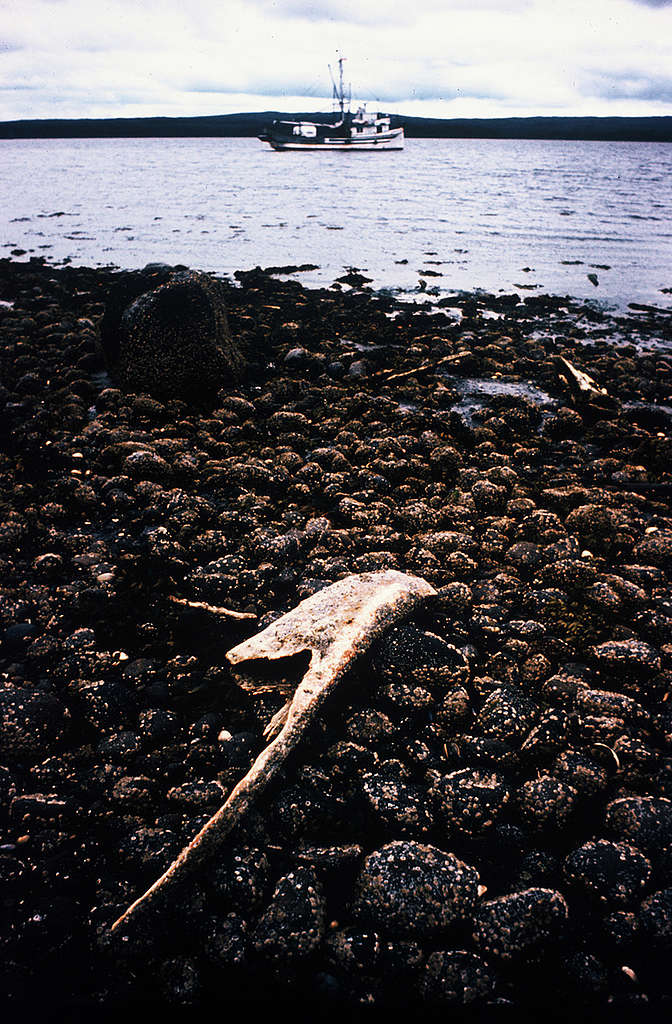 Whale Bone in BC. © Greenpeace / Rex Weyler