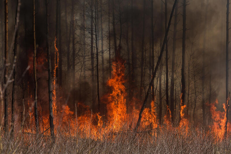 Forest Fire near Chernobyl. © Greenpeace
