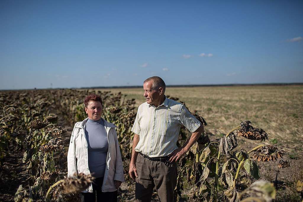 Local Farmers in Sunflower Field in Ukraine.