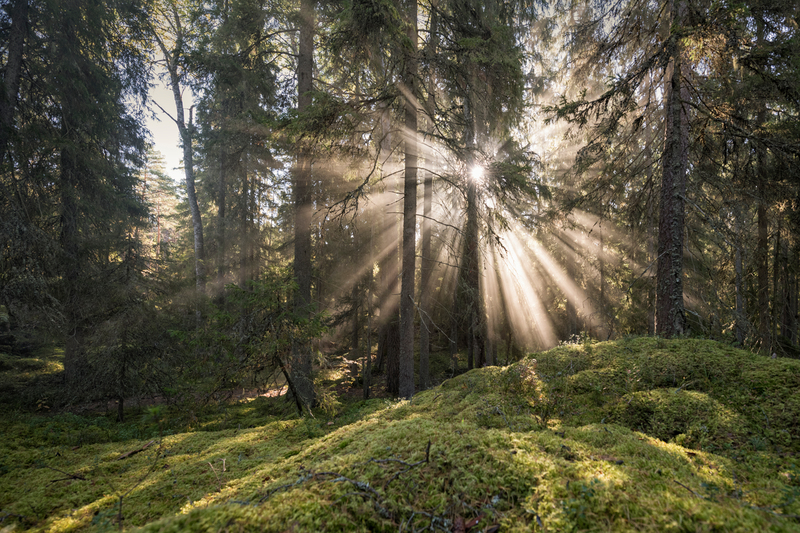 Sunlight shines through the trees in a mossy forest.