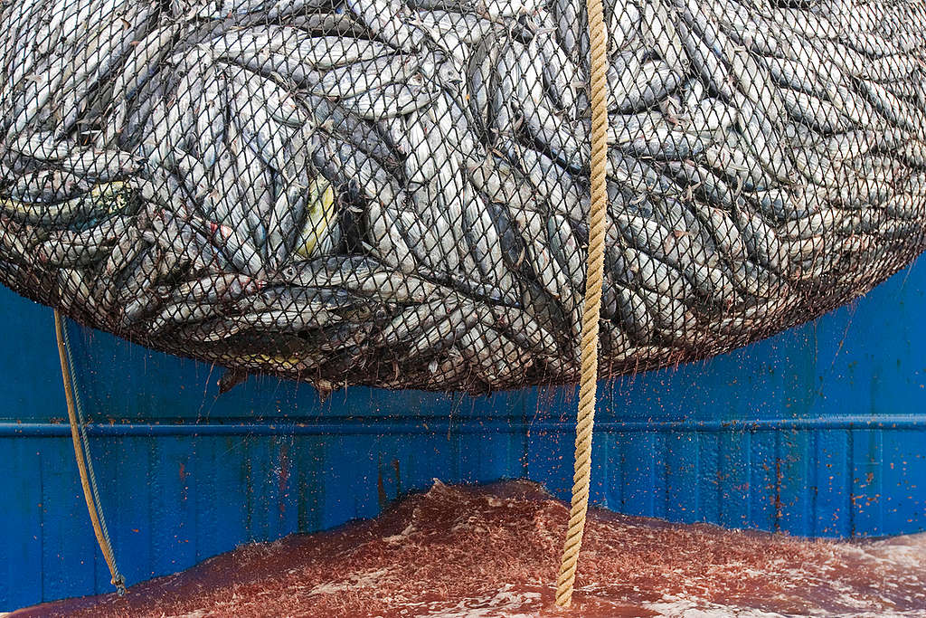 Fish on Purse Seiner in East Pacific Ocean. © Alex Hofford / Greenpeace