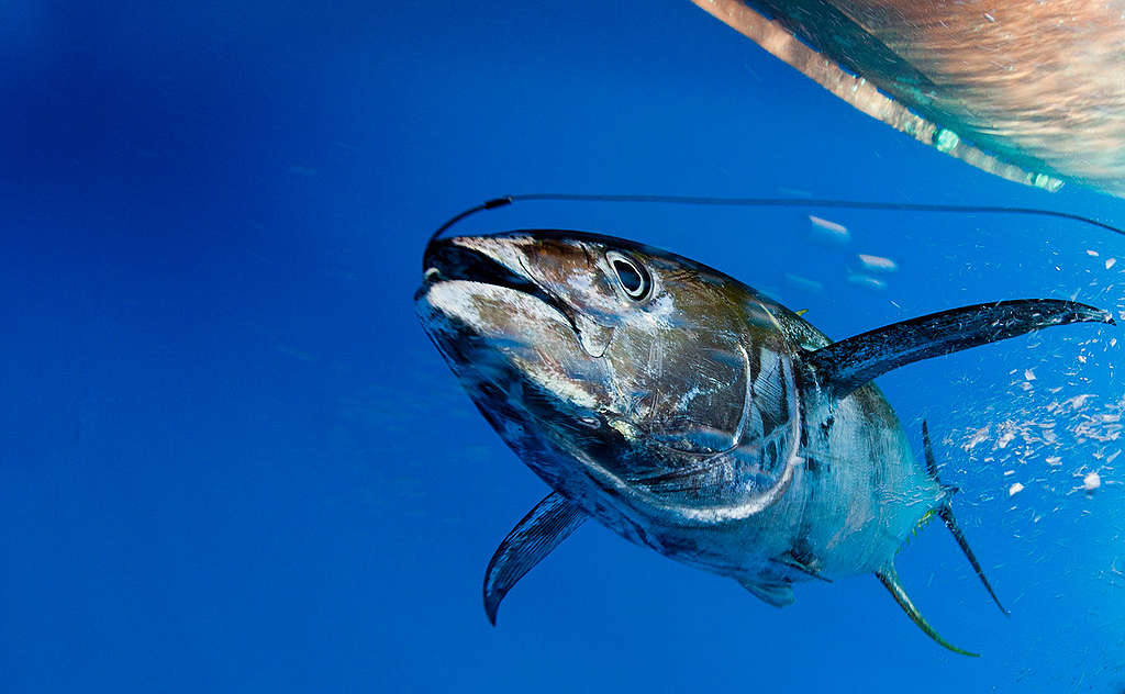 Tuna Caught by Spanish Longliner. © Paul Hilton / Greenpeace
