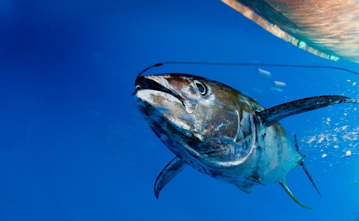 Whole Round 1kg up IQF Frozen Skipjack Tuna - China Purse Seine Catch, 1kg  up | Made-in-China.com