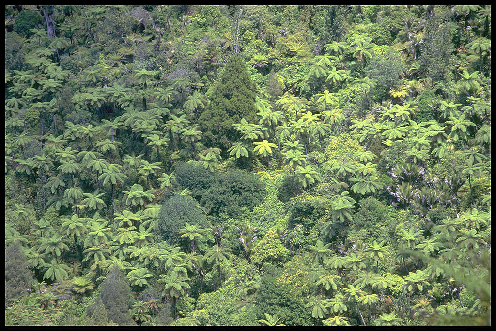 Temperate Native Forest in New Zealand. © Richard White / Greenpeace
