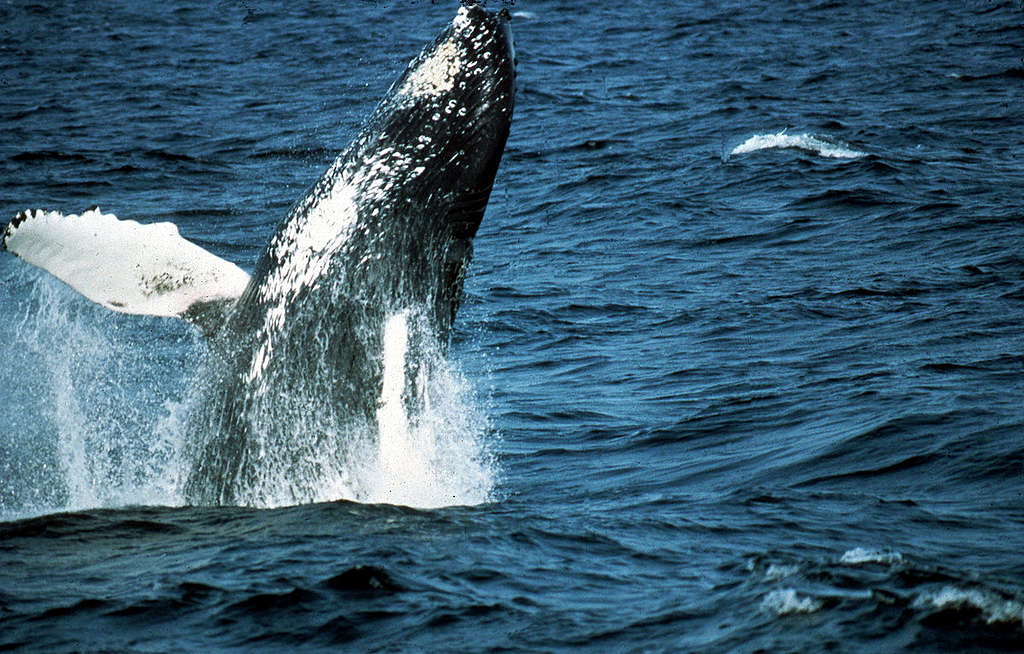 Humpback Whale Watching off Atlantic Coast. © Greenpeace / Pierre Gleizes
