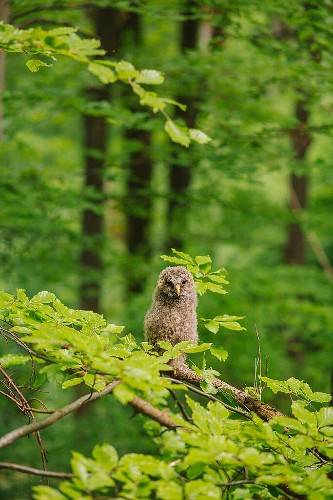 Owl in the Carpathian Forest in Ukraine. © Dominik Werner / Greenpeace