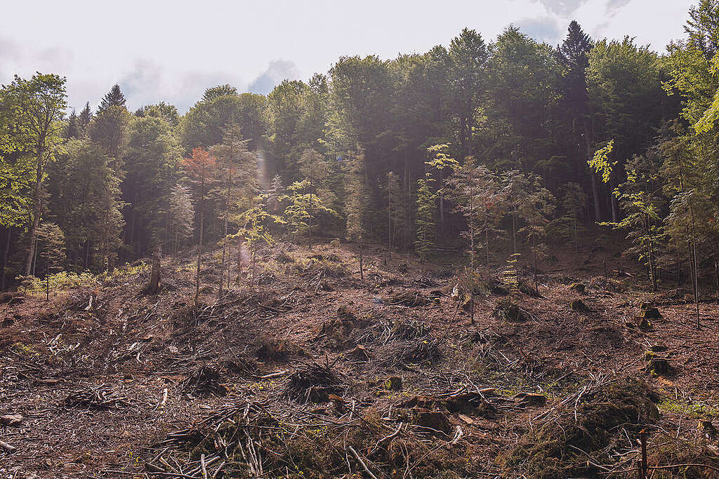 Logged Area in the Carpathian Forest in Ukraine. © Dominik Werner / Greenpeace