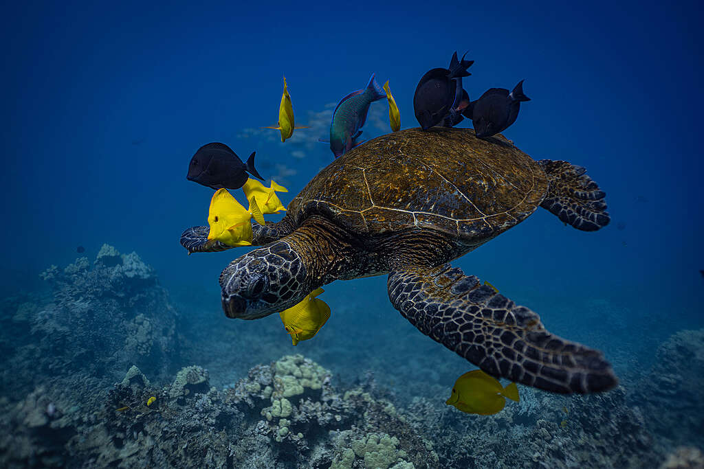 Turtle and fish over corals. © Lorenzo Moscia / Greenpeace © Lorenzo Moscia / Greenpeace