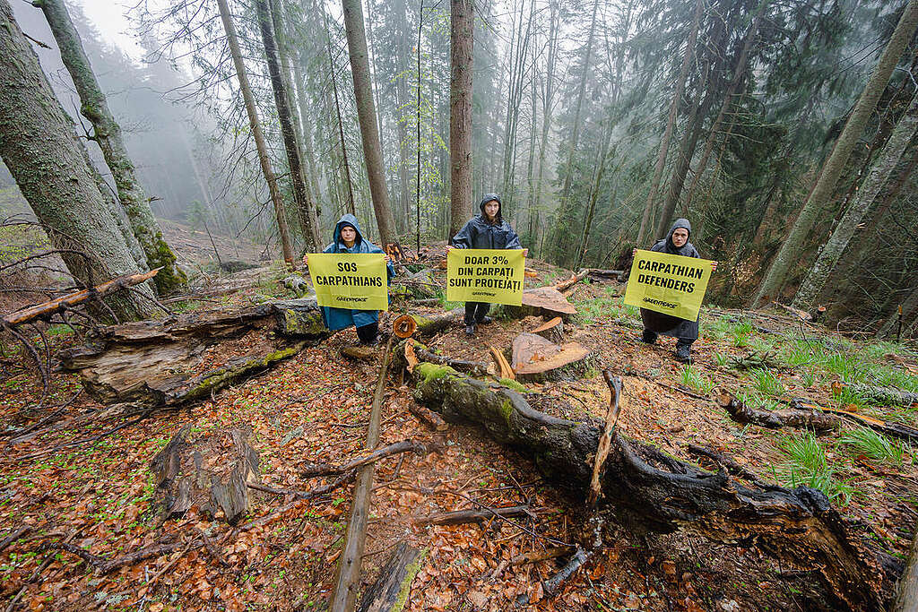 Activists stand in the Carpathian forest holding banners that read: 'SOS Carpathians' and 'Carpathian Defenders'