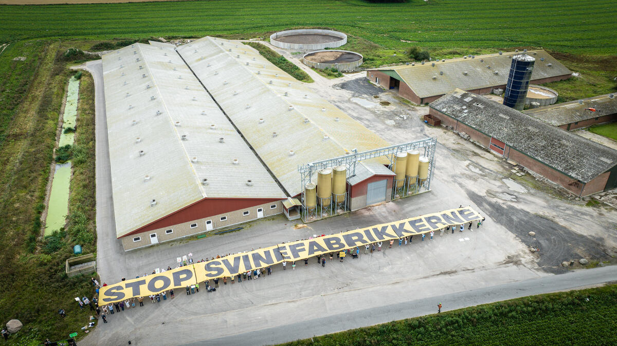 Demonstration against Pig Factory Expansion in Denmark. © Erik Albertsen / Greenpeace