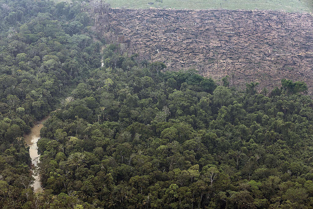 Deforestation on Indigenous Land URU-EU-WAU-WAU (RO). © Marizilda Cruppe / Greenpeace