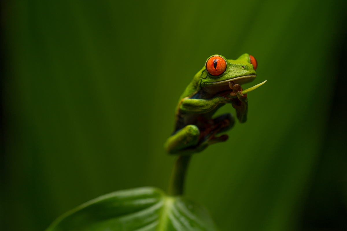 Red Eyed Tree Frog in Costa Rica Tropical Rainforest. © Markus Mauthe / Greenpeace