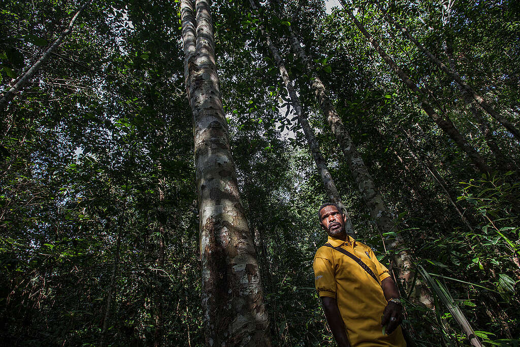 Arkilaus Kladit showing the Cempedak tree inside the forest. © Jurnasyanto Sukarno / Greenpeace