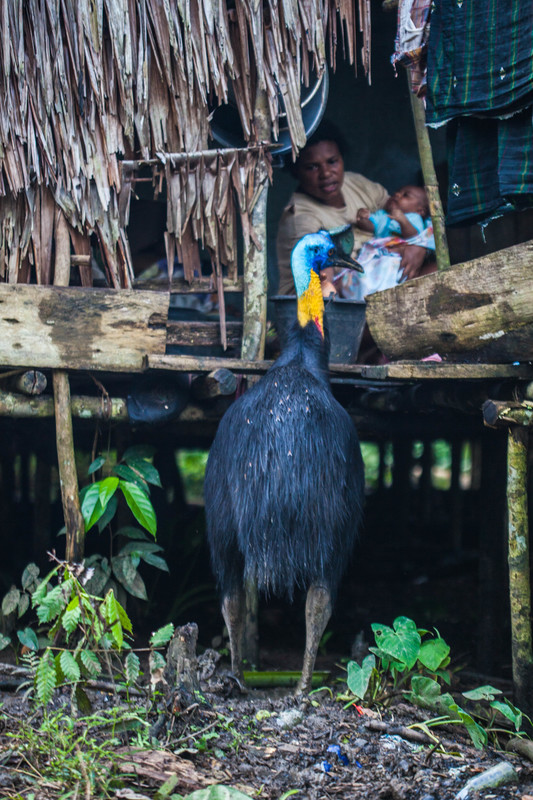 A cassowary spotted in Sorong, West Papua. Behind it, a mother with a child in a hut observes the bird.